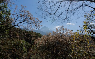 Colima: café de piedras *anacoluto (bitácora) de viaje al origen